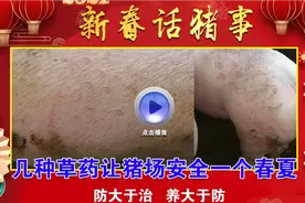 猪身上起小红点 猪湿疹 猪咳嗽 猪不吃 猪瘟  猪瘙痒 几种药搞定视频封面