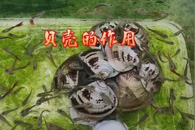 孔雀鱼缸里放贝壳，除了藏身和装饰，还有这个作用，你知道吗？