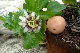 某宝9.9包邮的百香果，想不到湖南株洲盆栽当年之后产量不错。视频封面