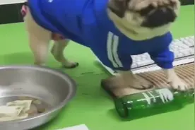 狗狗展示“四大跪法”，狗狗：自从有了媳妇，大气不敢喘！