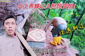 换蜂箱发现蛇皮，下面会有蛇吗？你检查蜜蜂遇到过蛇吗？视频封面