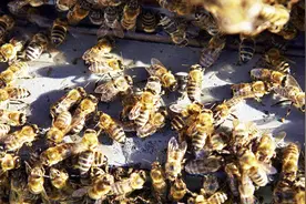 蜜蜂想逃跑有什么征兆，养蜂师傅分享两种判断方法视频封面