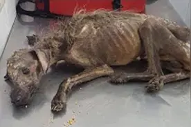狗狗被遗弃饿成一幅骨架，好心男子收养，2个月后让人太惊喜了视频封面