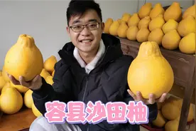 容县沙田柚贵的八块钱一斤，便宜的却只要一块多，小陈说出了真相