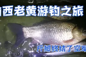 老黄游钓空军几天了，晚上夜钓。饵料比蚯蚓厉害。斤鲫喜吃饵料视频封面