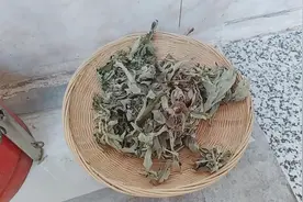 #扶贫达人在行动#种艾小伙教你用艾草熏蚊子，节约家庭开支视频封面