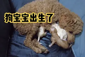 泰迪生宝宝了，看看泰迪和土狗的结合，会生出什么样的串串？视频封面