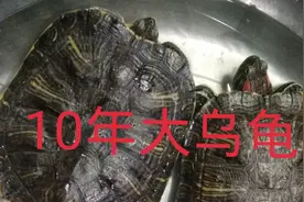 10年乌龟力气有多大！！100斤小胖子立到上面看看怎么样！！