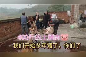 来看看400斤的活年猪🐷视频封面