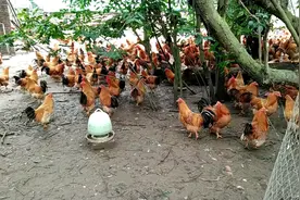 湛江正宗走地阉鸡线鸡扇鸡大红公鸡吃货们的首选