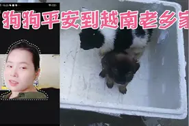 两只小狗成功邮寄到江西鹰潭市越南老乡家希望狗狗健康快乐长大视频封面