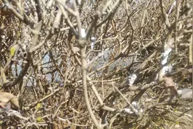 春天来了，蚧壳虫防治关键期到了，防好了，后期虫害就少了！