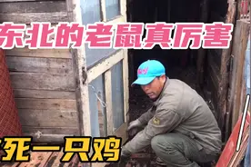 公公家的鸡死了，东北的老鼠真的好厉害，重新给鸡修个房子视频封面