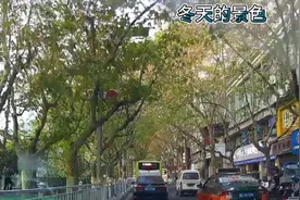 遵义市中心保存最好的梧桐树一条街，太漂亮了，初冬的视频