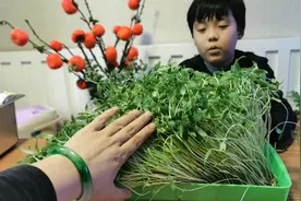 9岁小孩也爱阳台种菜，剪下来绿豆苗，自己煮着吃，津津有味视频封面