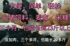 轻松简单，小猪饲料，麦皮，米糠，混一起喂狗，三个月也能长23斤