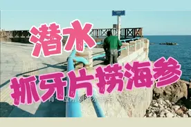 山东青岛潜水抓大牙片，捞海参、对虾、螃蟹、海胆，趣味无穷……视频封面