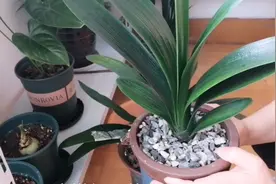 君子兰盆里有大量的飞虫，不想用药，看小琳怎么对付讨厌的小黑飞