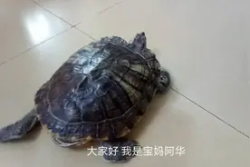 养了很多年的龟，的确很有灵性，一起来看看精彩表演。视频封面