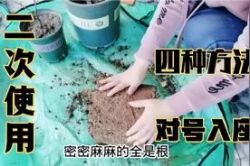 用过的土壤想要二次使用，四种处理方法分享，选择适合自己的方法