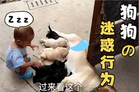一岁四个月宝宝喜欢拉布拉多隔三差五看看小多拉宝宝好有爱心
