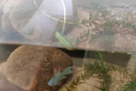 斗鱼产卵了，但是不知道怎么养，该如何是好视频封面