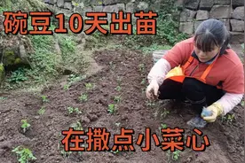 碗豆10天出苗，在旁边撒点小菜心，有两种收获