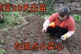 碗豆10天出苗，在旁边撒点小菜心，有两种收获