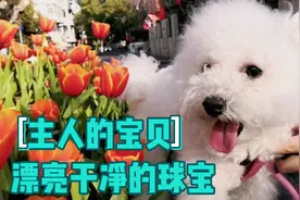 聪明狗宝贝出门趣事多，主人有它快乐幸福日子视频封面