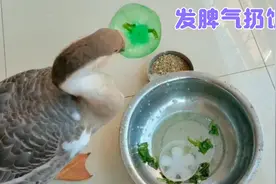 这只宠物鹅越养越挑食，只要伙食不合口味就发脾气，把饭盆都扔了视频封面