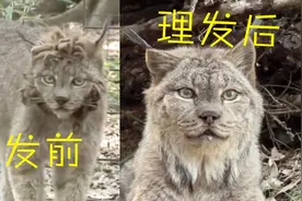 山猫刘海太长了？托尼老师来帮你做发型，剪了秒变狮子