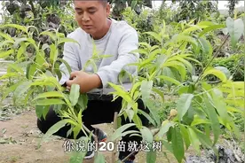 农村小伙去果园套袋，媳妇一天套1500，小伙却能套20棵树，咋回事