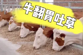 牛翻胃吐草是什么原因造成的，应该怎样治？效果好！视频封面
