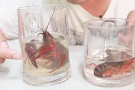 将小龙虾放进52度泸州老窖里面，会发生什么呢？