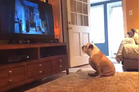 你知不知道，其实狗狗是不怕鬼的……