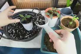 家庭园艺日常：懒人扦插大法，大丽花和杜鹃扦插小苗移栽