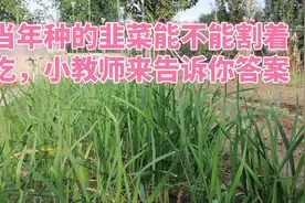 我家的小菜园，当年种的韭菜能不能割着吃，小教师告诉你答案视频封面