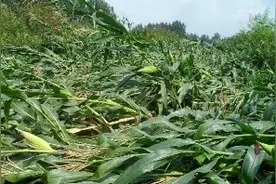 中原粮仓突发极端天气，成片庄稼被刮倒，场面令人心疼！