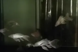 养观赏鱼遇停电咋办？1.2米鱼缸12条蝴蝶鲤没电状况下能撑多久？视频封面