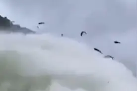 浙江杭州千岛湖水库泄洪惊现飞鱼奇观，工作人员：什么鱼都有视频封面