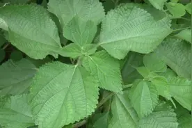 苎麻浑身是宝，农民当年种当年收益，有些人却视它为害草视频封面