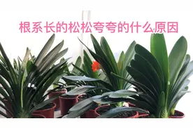 君子兰根系松夸长不住原因何在，看我怎样去做。