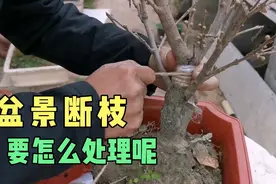 盆景枝条断了不要轻易剪掉，稍作处理，还能长到一起。视频封面