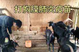 一个人给十来只羊打胸膜肺炎疫苗，羊儿们被吓得到处跑视频封面
