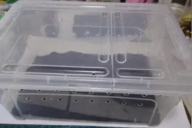 马陆也叫千足虫，小伙准备腐叶喂养这种虫既吃腐叶也吃嫩叶！