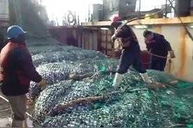 大型拖网渔船在阿根廷公海捕鱼作业，成吨海鱼扎堆捕捞上船视频封面
