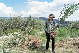 农村挪树讲究多，看看小伙是怎么挪的，有哪些讲究？视频封面