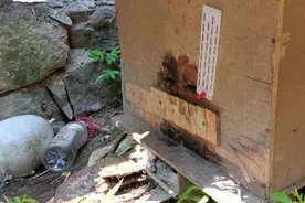 秋季分蜂准备开始了，养蜂大师告诉你分蜂准确时间，赶紧收藏吧！视频封面