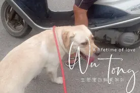 为了让刚领养两天的拉布拉多出去玩，看我们如何训练它坐踏板车视频封面