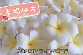 广东人夏天喜愛的鸡蛋花糖水 .原来好处这么多 清热 降火视频封面